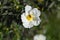 Cistus or rockrose flower known as rockrose, steppe or jaguarzo