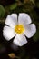 Cistus salvifolius macro background fine art in high quality prints products 50,6 Megapixels