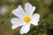 Cistus salvifolius macro background fine art in high quality prints products 50,6 Megapixels