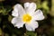 Cistus salvifolius macro background fine art in high quality prints products 50,6 Megapixels