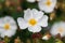 Cistus salviifolius evergreen plant or sageleaf rock rose blooming in the light sunny day in garden