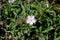 Cistus x skanbergii, Dwarf Pink Rockrose,