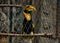 CITES animal,Hornbill bird,Hornbill in a cage