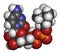 Citicoline CDP-choline molecule. 3D rendering. Atoms are represented as spheres with conventional color coding: hydrogen white.