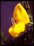 Citisus beautiful yellow macro flower in black canvas