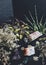 Citrine, amethyst and moss agate crystals on a black table among forest greenery, dried flowers, herbs, basil plant