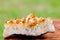 Citrine crystal cluster on wooden tree stump