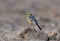 Citrine wagtail