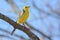 Citrine Wagtail