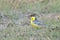 Citrine wagtail on the ground