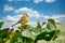 A citrine wagtail is sitting on green leaves