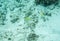 Citron Butterflyfish on the Ocean Floor