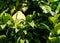 Citron cedro ripe fruit and leaves - closeup