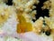 Citron coral goby