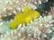 Citron coral goby