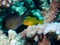 Citron Coral Goby on Stag Acropora Coral