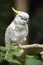 Citron-crested cockatoo