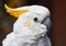 Citron-crested cockatoo Cacatua sulphurea citrinocristata