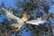 CITRON-CRESTED COCKATOO cacatua sulphurea citrinocristata, ADULT TAKING OFF FROM BRANCH