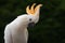 Citron-crested cockatoo portrait