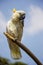 Citron Crested Cockatoo Portrait 3