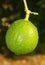 A citron fruit hanging in the plant.