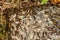 Citronella Ant Swarm- Lasius interjectus