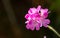 Citronella, geranium flower, on black background, copy space