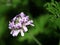 Citronella Geranium flowering.