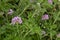 Citronella geranium, Pink bloom mosquito repellent plant background, herb, alternative therapy