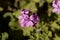 Citronella  pelargonium,  Pelargonium citriodorum