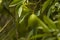 Citrus aurantifolia tree, full of fruits, limes