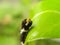 Citrus Butterfly larva 2