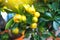 Citrus calamondine branch closeup. Exotic houseplant background