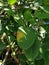 Citrus canker on citrus causes by bacteria