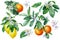 Citrus collection, Mandarin, orange, lemon with green leaves, isolated white background, watercolor botanical painting