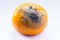 Citrus covered with mold. A spoiled fruit. Rotten mandarin on a white background. Close-up.