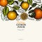 Citrus design templete. Hand drawn vector colour fruit illustration on dark background. Engraved style banner. Vintage citrus