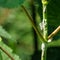 Citrus Flatid Planthopper Metcalfa pruinosa sitting on stem of Clerodendrum bungei. Metcalfa pruinosa, the citrus flatid plantho