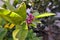 Citrus flower buds Ã— limonia in winter