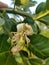 Citrus flower pomelo flower.