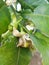 Citrus flower pomelo flower.