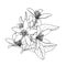 Citrus flowers branch. Neroli flowers outline. Hand drawn vector