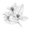 Citrus flowers branch. Neroli flowers outline. Hand drawn vector illustration