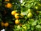 Citrus fruit