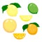 Citrus Fruit