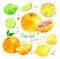 Citrus fruit