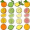 Citrus fruit cutting process set - whole, half, sliced orange, lime, lemon and grapefruit