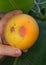 Citrus fruit damaged by Orchid or Anthurium thrips