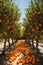 Citrus Fruit Farm, Orange Orchard, Farm to Table Oranges